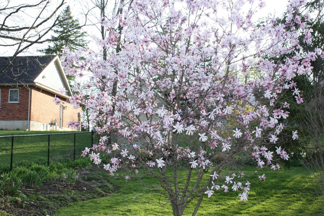 Carrousel Bed & Breakfast Cayuga エクステリア 写真